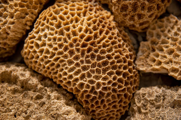 Sponges