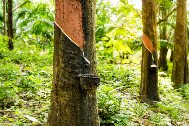 Rubber Tree